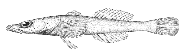 Limnocottus pallidus