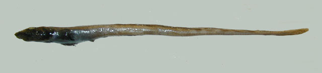 Lycodonus flagellicauda