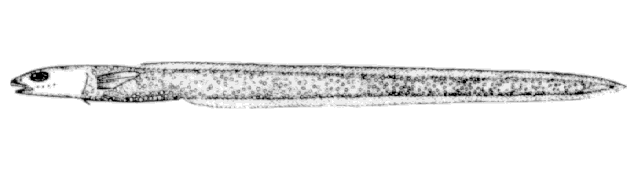 Lycenchelys paxillus