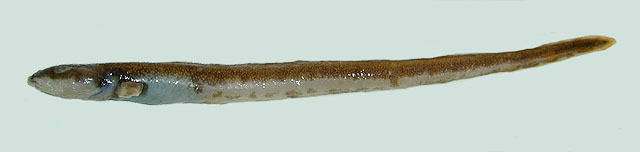 Lycenchelys sarsii