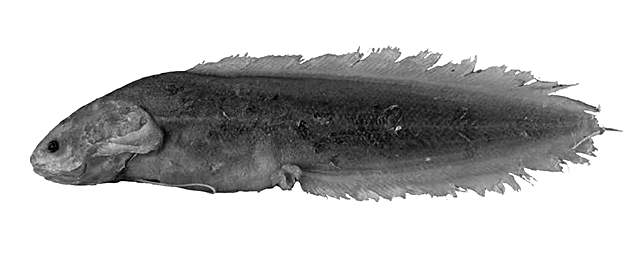 Majungaichthys simplex