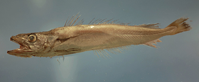Merluccius albidus