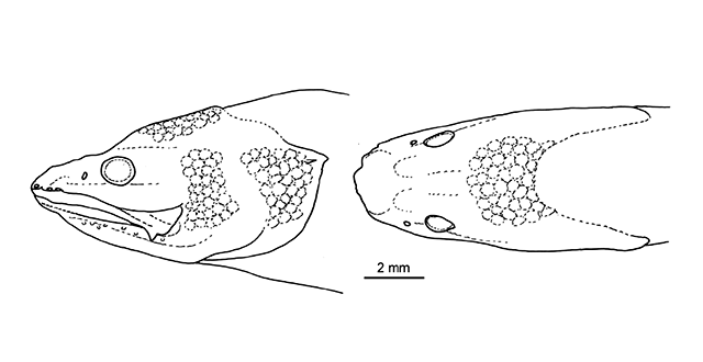 Microbrotula greenfieldi