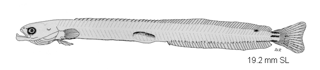 Microdesmus longipinnis