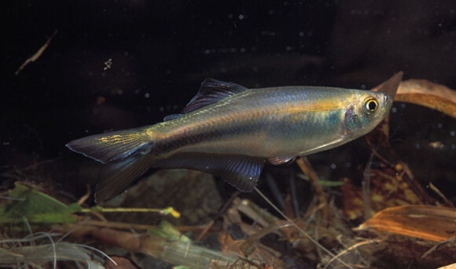 Mimagoniates microlepis