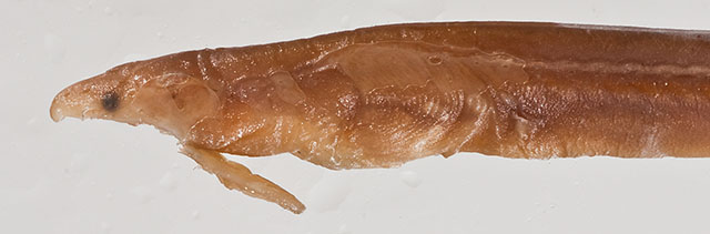Muraenichthys philippinensis