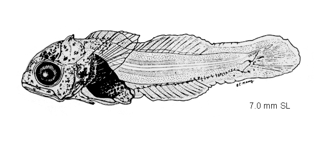 Myoxocephalus aenaeus