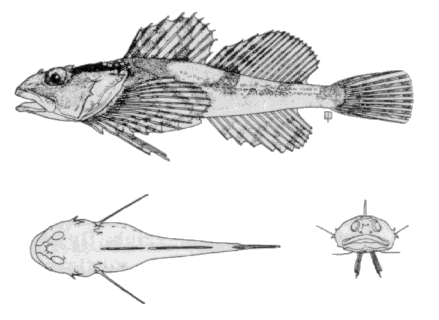 Myoxocephalus scorpioides
