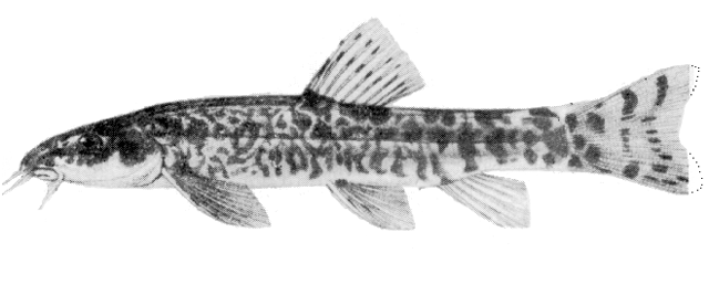 Oxynoemacheilus angorae