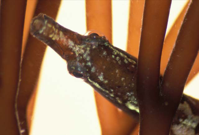Nerophis lumbriciformis
