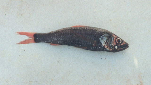 Neoscopelus macrolepidotus