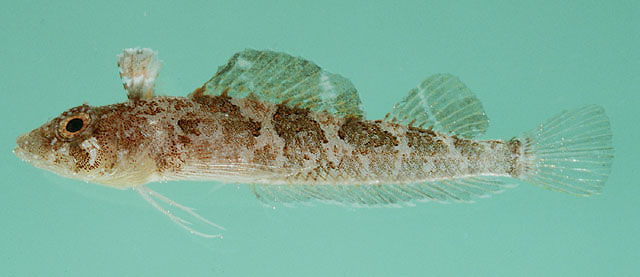 Norfolkia brachylepis