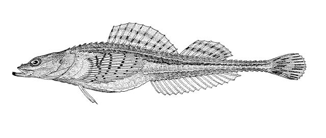 Occella dodecaedron