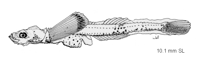 Chesnonia verrucosa