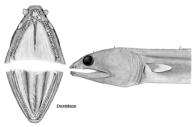 Ophichthus lentiginosus