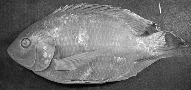 Oreochromis mweruensis