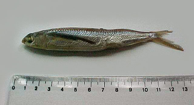 Oxyporhamphus micropterus
