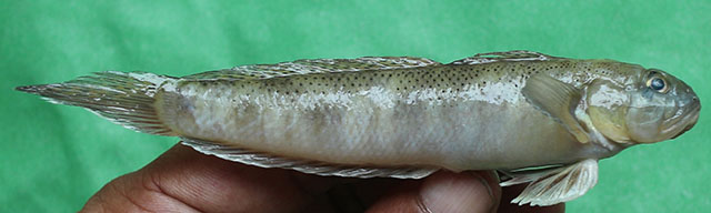 Oxyurichthys microlepis