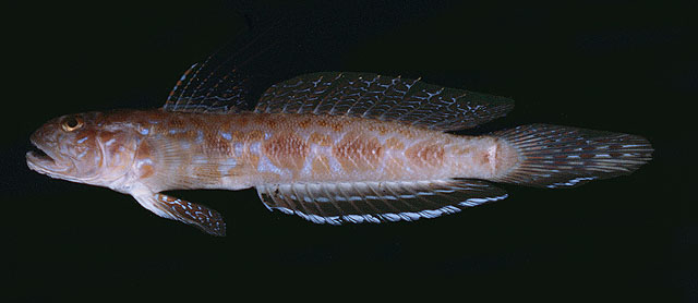 Oxyurichthys notonema