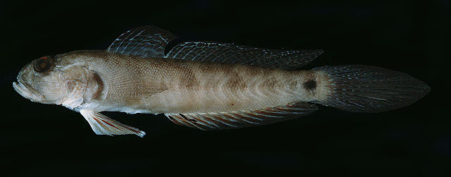 Oxyurichthys papuensis