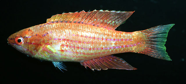 Paracheilinus angulatus