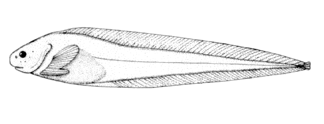 Paraliparis cephalus