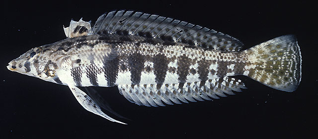 Parapercis cylindrica