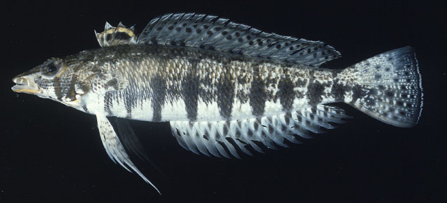 Parapercis cylindrica