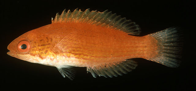Paracheilinus lineopunctatus