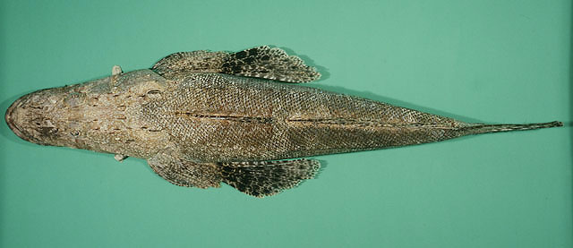 Papilloculiceps longiceps