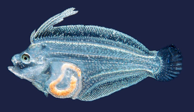 Paralichthys olivaceus