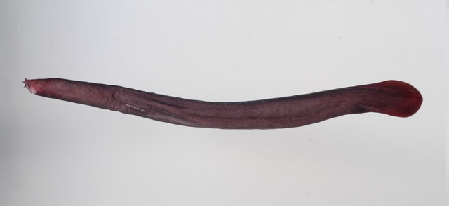 Eptatretus sheni