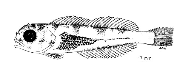 Lipophrys trigloides
