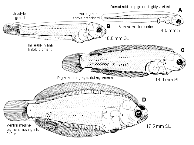 Parophrys vetulus