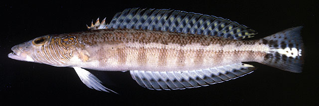 Parapercis xanthozona