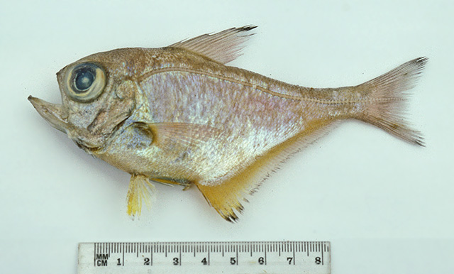 Pempheris affinis