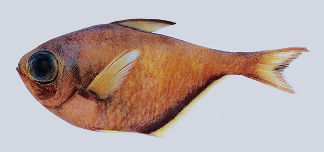 Pempheris andilana