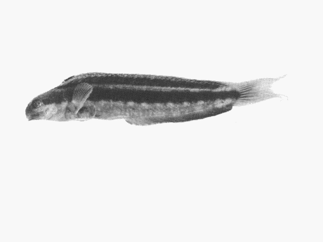 Petroscirtes breviceps