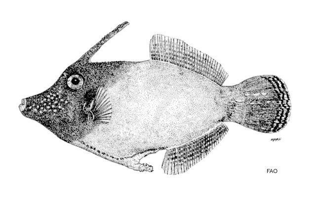 Pervagor melanocephalus