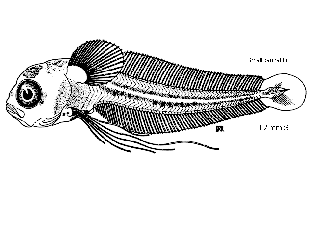 Physiculus nematopus