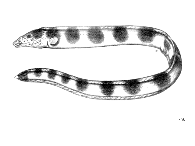 Pisodonophis semicinctus