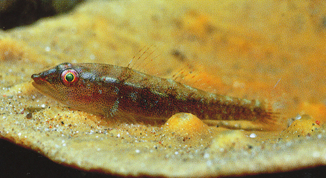 Pleurosicya carolinensis