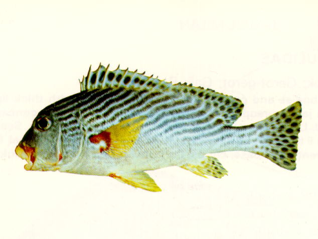 Plectorhinchus lineatus