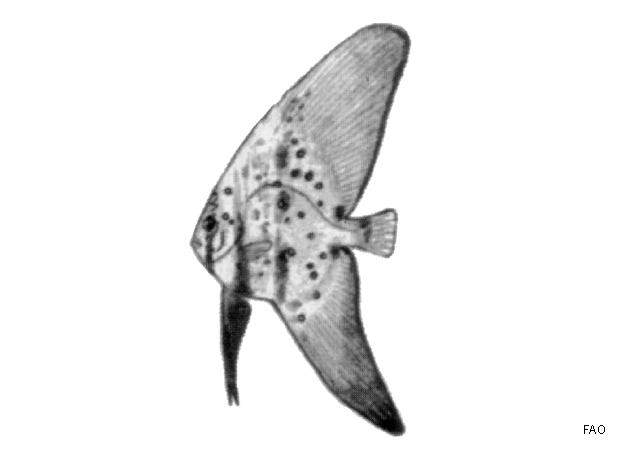 Platax orbicularis