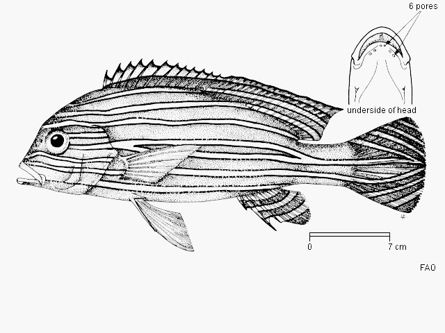 Plectorhinchus polytaenia