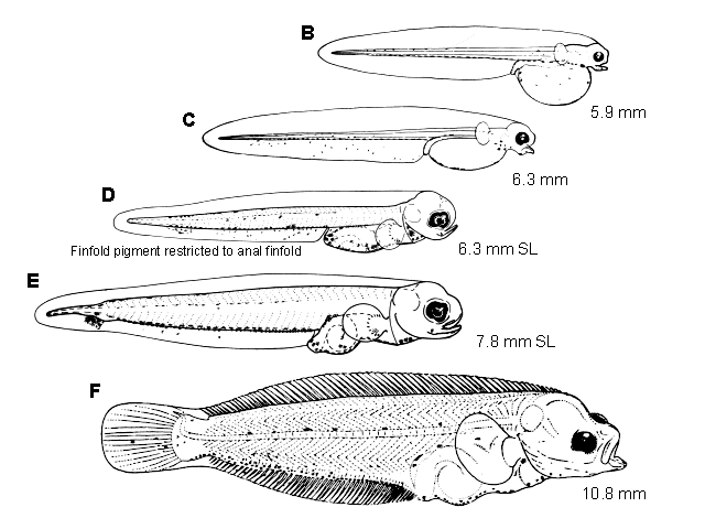 Pleuronectes quadrituberculatus