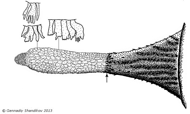 Pogonophryne brevibarbata