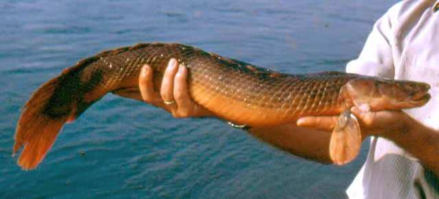 Polypterus congicus