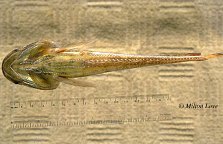Porichthys notatus