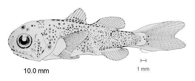 Polydactylus opercularis
